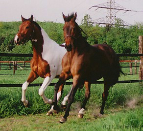 Aslan und Samba in vollem Galopp