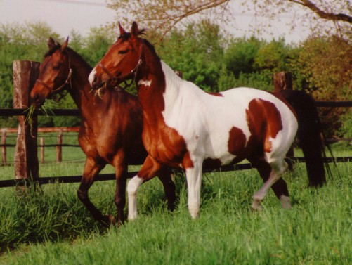 Aslan und Samba, Mai 1998