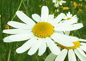 Geruchlose Kamille,  Matricaria maritima (L.) KOCH.