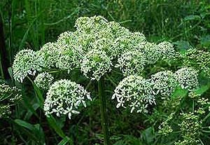 Doppeldolden des Wiesen-Bärenklau (Heracleum shondylum L.).