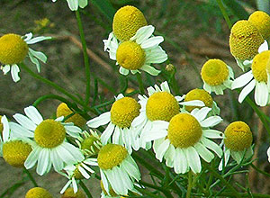 Echte Kamille, Chamomilla recutita (L.) RAUSCHERT.