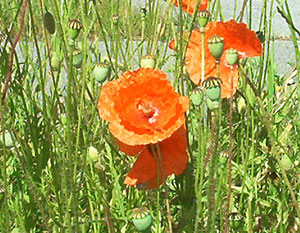 Die Blüte des Klatschmohns (Papaver rhoeum L.).