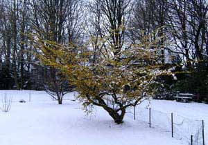 Hamamelis im Schnee.