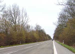 Hasel: große Bestände am Straßenrand mit ihren Blütenständen und Blüten als Aspekt im Januar.